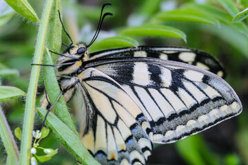 Beautiful Papilio Machaon (Swallowtail) butterfly with folded wings on a green grass close-up. Side view. Beautiful live nature.