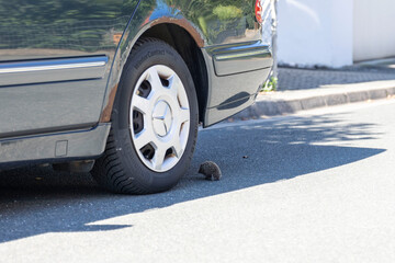 Kleiner Igel auf der Straße in Gefahr