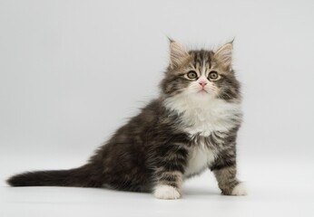 Siberian kitten on a white background