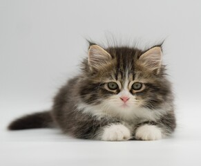 Siberian kitten on a white background