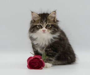 Happy holiday with a cat. Siberian cat with a red rose.