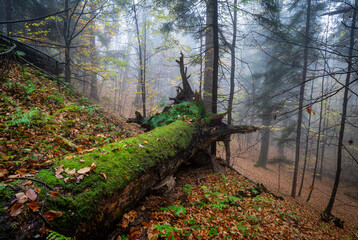 dead tree trunk in autumn foggy forest