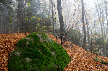 lonely rock in the autumn forest