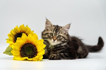 Siberian kitten on a white background with a sunflower