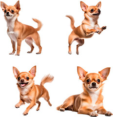 Set of Chihuahua dog (Standing, Jumping, Running, Lying)