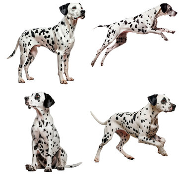 Set of dalmatian (Standing, Jumping, Sitting, Running)