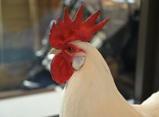 White rooster statue in English museum