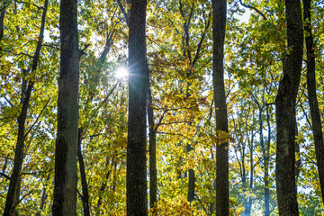 Fototapeta premium Autumn forest, trees. Sunny day.