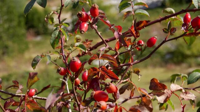 A branch with red rosehip berries swings in the wind on a blurry background. Close-up shot.