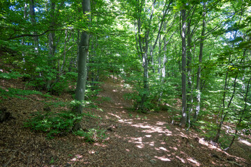 Landscape of Erul mountain near Kamenititsa peak, Bulgaria