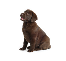 Cute chocolate Labrador Retriever puppy on white background