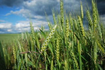 Ripening Barley