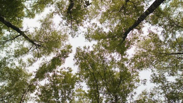 View to tree tops with green yellow autumn bright leaves with sky background. Travel vacation nature timber tall concept. Relaxing rest. Slow motion. Looking forward up POV. Day time, spring or summer