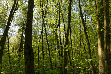 deciduous trees in the forest in the spring season