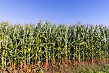green corn field in summer, fields with corn