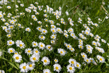 white daisy flowers in the park in spring