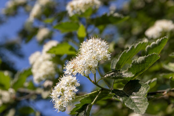 rowan flowers during flowering in spring park