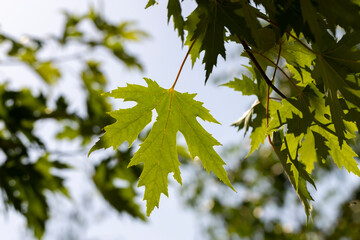 green maple leaves in late summer