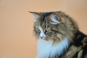 Big Siberian cat on colored background