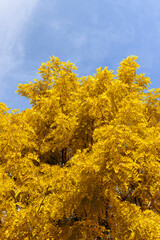 beautiful foliage of the acacia tree is white with yellow foliage