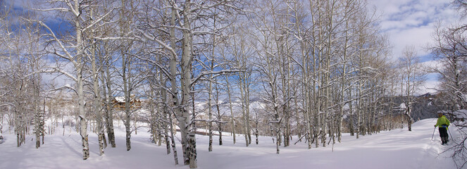 Panorama - Bare winter aspens with snowshow hikers