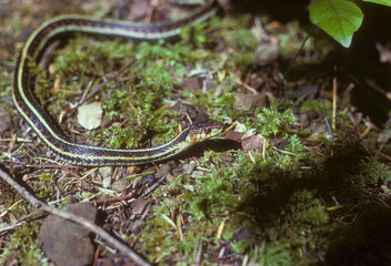 Garter snake in the grass