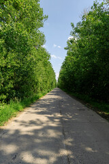 paved old road in the forest in summer