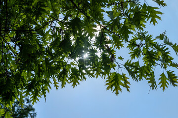oak with green foliage in the spring season