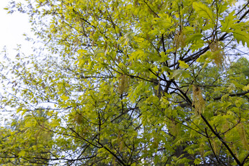 oak foliage and flowers in the spring season