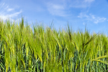 Obraz premium agricultural field with green cereals in summer
