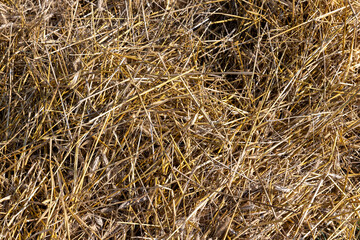 A field with cereals in the summer