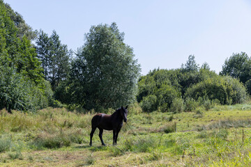 Naklejka na ściany i meble a domestic horse grazing in the summer