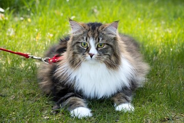Big Siberian cat with long hair in the garden
