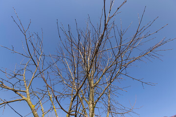 foliage on a linden tree in the spring season