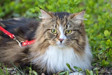 Big Siberian cat with long hair in the garden