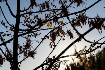 Autumn park with trees during leaf fall