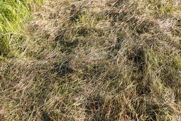 dry mown grass and green grass growing in summer