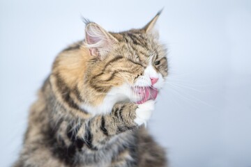 The car washes its paw