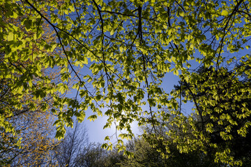 beautiful green foliage of hornbeam trees in sunny weather