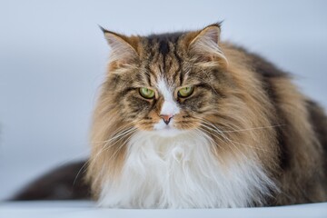 Big Siberian cat on white background