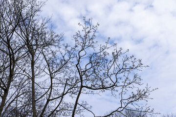 maple trees without foliage in the spring season