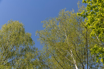 Obraz premium deciduous trees in the spring season in sunny weather