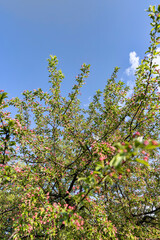 green foliage and red flowers of an apple tree during flowering