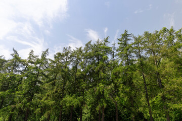 Fototapeta premium landscape with green fir trees in sunny summers