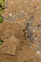 little black ants running at the entrance to the anthill, ants