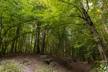 changing the color of the foliage of plants in the autumn season