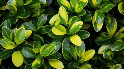 Close-up of variegated leaves on a euonymus shrub.