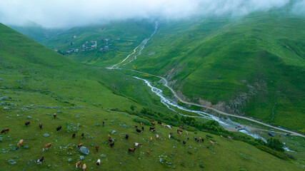 Cows grazing on the grass in the plateau. Great mountain scenery and animals in nature