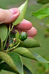 Young lime fruit on tree