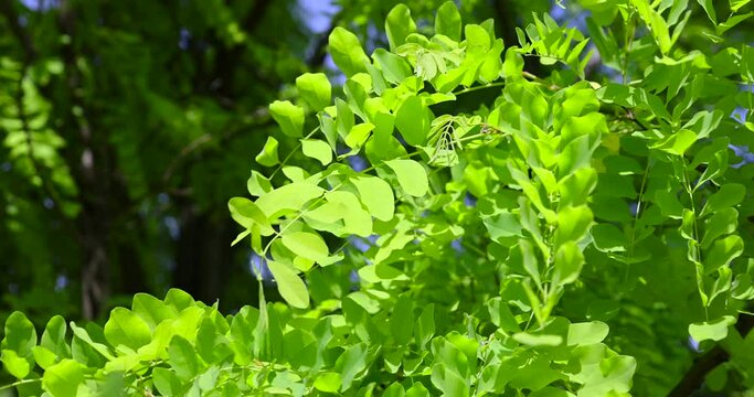 beautiful foliage of the acacia tree is white with green foliage, beautiful foliage of the acacia tree in sunny weather